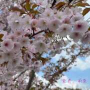 ヒメ日記 2026/04/06 13:09 投稿 紫月 莉奈 東京貴楼館