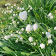 ヒメ日記 2026/03/30 18:29 投稿 長谷部-はせべ- ただ離婚してないだけ