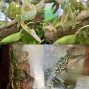 白金　える 来週、3週間ぶりに出勤します。 渋谷ベリー