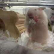 ヒメ日記 2026/03/28 19:31 投稿 みゆ 千葉サンキュー