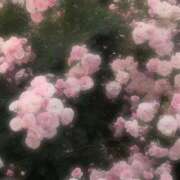 ヒメ日記 2026/04/04 15:55 投稿 神宮寺 あすか Canx2京都店