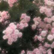 ヒメ日記 2026/04/17 23:27 投稿 神宮寺 あすか Canx2京都店