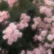 ヒメ日記 2026/04/21 18:57 投稿 神宮寺 あすか Canx2京都店