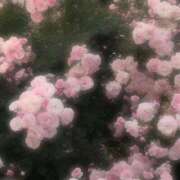 ヒメ日記 2026/04/22 00:37 投稿 神宮寺 あすか Canx2京都店