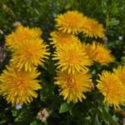 ヒメ日記 2026/04/06 15:36 投稿 ゆり 埼玉熊谷ちゃんこ