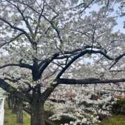 ヒメ日記 2026/04/06 11:52 投稿 ひめ Ange Spa(アンジュスパ)