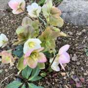 ヒメ日記 2026/03/23 19:11 投稿 みなみ 東京♂風俗の神様 町田・相模原店