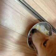 ヒメ日記 2026/03/31 13:34 投稿 てんし 一宮稲沢小牧ちゃんこ