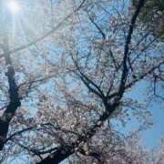 ヒメ日記 2026/04/03 15:38 投稿 アンズ秘書 秘書の品格 クラブアッシュ ヴァリエ
