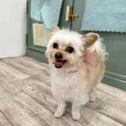 ヒメ日記 2026/04/02 18:23 投稿 ユミ MEGA PALACE(メガパレス）