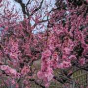 ヒメ日記 2026/03/20 18:52 投稿 あずき 愛姫～ラブひめ～