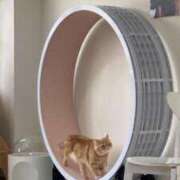 ヒメ日記 2026/03/29 16:54 投稿 あずき 愛姫～ラブひめ～