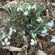 さくら『熟女』 スノードロップというお花です 奥様アテンド