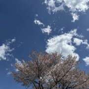 さくら『熟女』 今年は桜はそろそろおしまいですね🌸儚い美しさです 奥様アテンド