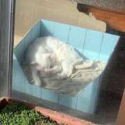 ほの おやすみになりました🥲︎ ハピネス東京