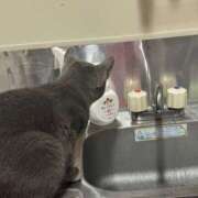 ヒメ日記 2026/04/08 12:11 投稿 るな ハピネス＆ドリーム 松山道後温泉