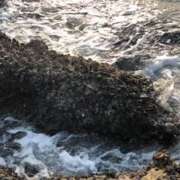 蘭(ラン) 地元、藤沢より ドラキュラクイーン