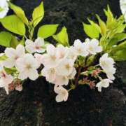 ヒメ日記 2026/04/05 16:46 投稿 蘭(ラン) ドラキュラクイーン