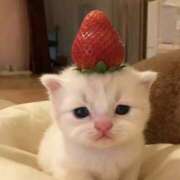 あおい 2026/3/25 明日、出勤です🐱🍓 ゴールドフィンガー