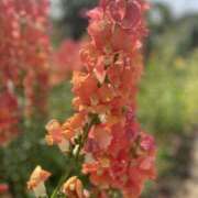 ヒメ日記 2026/02/28 16:15 投稿 わかな 東京人妻セレブリティ（ユメオト）