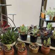 ヒメ日記 2026/03/01 21:33 投稿 わかな 東京人妻セレブリティ（ユメオト）