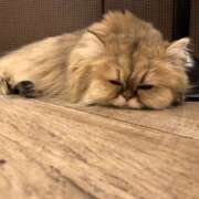 ヒメ日記 2026/03/03 14:30 投稿 わかな 東京人妻セレブリティ（ユメオト）