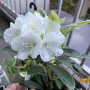 ヒメ日記 2026/03/28 20:42 投稿 わかな 東京人妻セレブリティ（ユメオト）