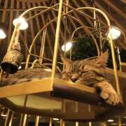 ヒメ日記 2026/03/29 11:21 投稿 わかな 東京人妻セレブリティ（ユメオト）