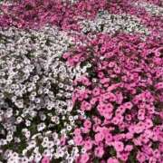 ヒメ日記 2026/03/30 21:08 投稿 わかな 東京人妻セレブリティ（ユメオト）