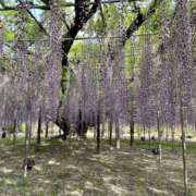 ヒメ日記 2026/03/31 21:58 投稿 わかな 東京人妻セレブリティ（ユメオト）