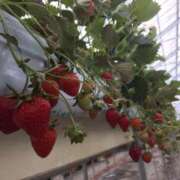 ヒメ日記 2026/04/09 20:55 投稿 わかな 東京人妻セレブリティ（ユメオト）