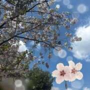 ヒメ日記 2026/04/02 22:00 投稿 せいら The White