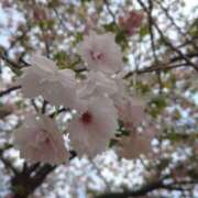 みお 八重咲き🌸✨ ミラー