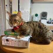 ヒメ日記 2026/06/11 19:18 投稿 Rito THE PREMIUM （プレミアム）