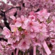 ヒメ日記 2026/04/01 10:01 投稿 るな ぽっちゃりきぶん