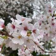 ヒメ日記 2026/04/10 10:27 投稿 もも【品格で惹きつける】 仙台大人の秘密倶楽部