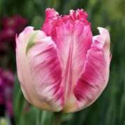 まや まや（clubさくら京橋店） clubさくら京橋店