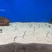 ヒメ日記 2026/04/17 02:57 投稿 アクア スピード日本橋店