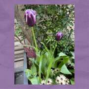 ヒメ日記 2026/04/02 23:10 投稿 みすず 吉祥寺 添い寝女子