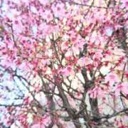 ヒメ日記 2026/03/11 20:10 投稿 たかこ 奥鉄オクテツ東京店（デリヘル市場）