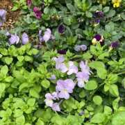 ヒメ日記 2026/03/02 12:06 投稿 ちとせ 大宮おかあさん