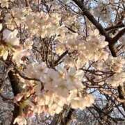 ヒメ日記 2026/04/02 17:16 投稿 ちとせ 大宮おかあさん