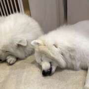 ヒメ日記 2026/03/19 00:09 投稿 秦野すず 五反田マーマレード(ユメオト)