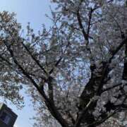 ヒメ日記 2026/04/02 08:25 投稿 秦野すず 五反田マーマレード(ユメオト)