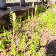 ヒメ日記 2026/03/29 09:33 投稿 ひなた 兵庫加東小野ちゃんこ