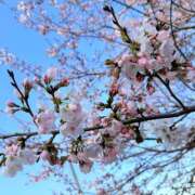 ヒメ日記 2026/04/01 08:48 投稿 ひなた 兵庫加東小野ちゃんこ