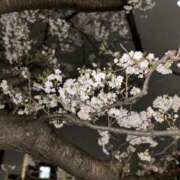 ヒメ日記 2026/04/02 23:15 投稿 ひろ ZERO