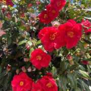 ヒメ日記 2026/04/01 18:29 投稿 のの 新宿プチドール