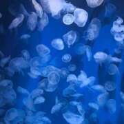 つくし しゃち！ ビギナーズ神戸