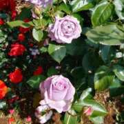 ヒメ日記 2026/02/28 23:36 投稿 らん 三浦屋別館